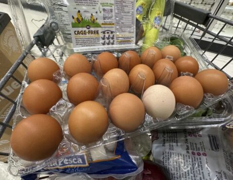egg carton